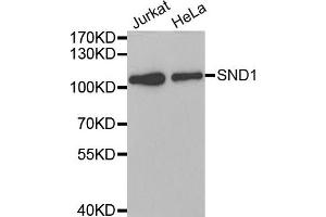 Western Blotting (WB) image for anti-Staphylococcal Nuclease Domain Containing Protein 1 (SND1) antibody (ABIN1980241) (SND1 抗体)