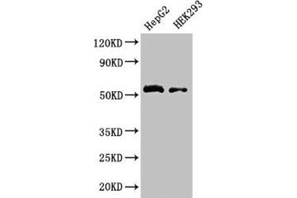 LDHD Antikörper  (AA 310-507)