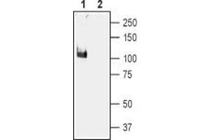 Western blot analysis of mouse brain membranes: - 1. (KCNMA1 抗体  (C-Term, Intracellular))