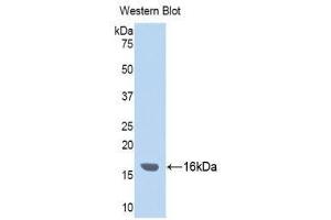 Western Blotting (WB) image for anti-Inter alpha Globulin Inhibitor H4 (ITIH4) (AA 273-424) antibody (ABIN3201788) (ITIH4 抗体  (AA 273-424))