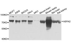 Western blot analysis of extracts of various cell lines, using HSPA2 antibody. (HSPA2 抗体  (AA 400-639))