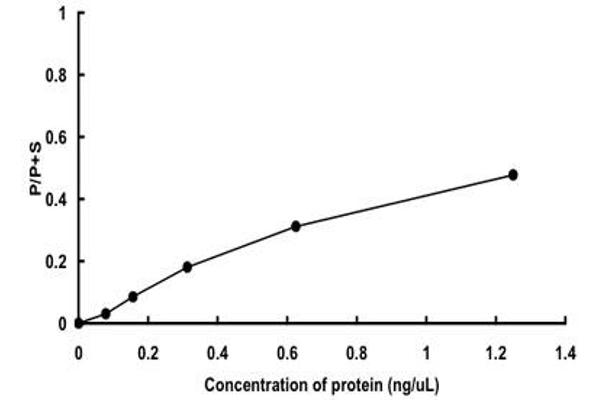 PRKAA2 Protein (AA 1-552) (GST tag)
