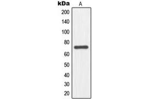 Western blot analysis of NFE2L3 expression in HepG2 (A) whole cell lysates. (NFE2L3 抗体  (Center))