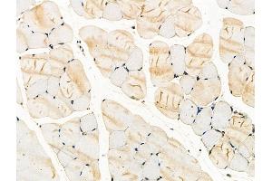 Phospho-ITK (Tyr180) Antibody at 1/100 staining Mouse muscle tissue by IHC-P. (ITK 抗体  (pTyr180))