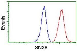 Image no. 8 for anti-Sorting Nexin 8 (SNX8) antibody (ABIN1501039) (SNX8 抗体)