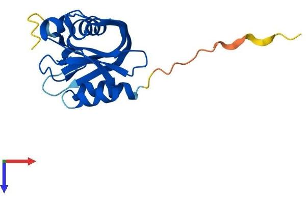 NUDT11 Protein (AA 1-164) (His tag)