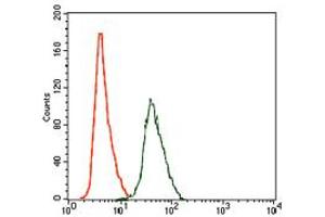 Image no. 4 for anti-rho GDP Dissociation Inhibitor (GDI) alpha (ARHGDIA) antibody (ABIN1500701) (ARHGDIA 抗体)