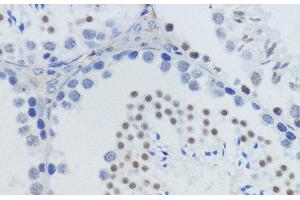 Immunohistochemistry of paraffin-embedded Mouse testis using MonoMethyl-Histone H4-K20 Polyclonal Antibody at dilution of 1:200 (40x lens).