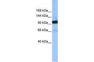 WB Suggested Anti-COPB1 Antibody Titration: 0. (COPB1 抗体  (Middle Region))