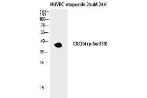 Western Blot analysis of HuvEc etoposide 25uM 24h cells with Phospho-CXCR4 (Ser339) Polyclonal Antibody (CXCR4 抗体  (pSer339))