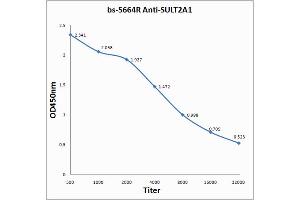 Antigen: 0. (SULT2A1 抗体  (AA 91-170))
