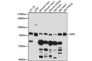 ME3 Antikörper  (AA 505-604)