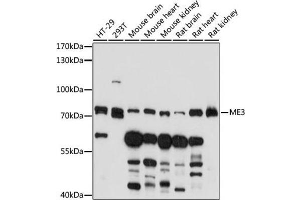 ME3 Antikörper  (AA 505-604)