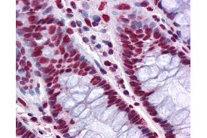 Anti-THOC6 / WDR58 antibody IHC of human colon. (THOC6 抗体  (AA 71-181))