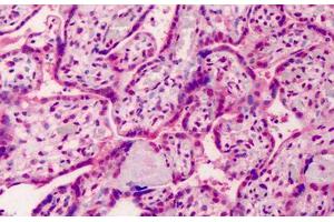 Human Placenta: Formalin-Fixed, Paraffin-Embedded (FFPE) (GDF15 抗体  (AA 286-299))