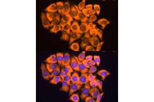 Immunofluorescence (IF) image for anti-Ribosomal Protein L17 (RPL17) (AA 1-184) antibody (ABIN6147115)