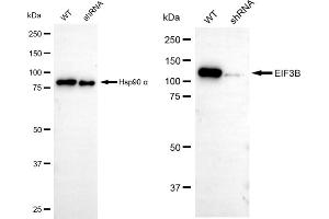 Western blotting analysis using EIF3B antibody (ABIN7798522). (Recombinant EIF3B 抗体)
