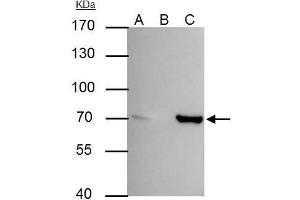 IP Image SHP1 antibody immunoprecipitates SHP1 protein in IP experiments.