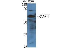 Western Blot (WB) analysis of specific cells using KV3. (KCNC1 抗体  (Internal Region))