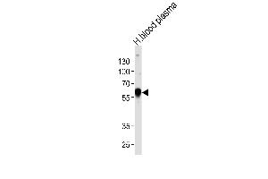 Western blot analysis of lysate from human blood plasma tissue lysate, using SERPINA1 Antibody (Center) (ABIN653381 and ABIN2842847). (SERPINA1 抗体  (AA 158-187))