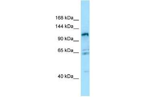 WB Suggested Anti-GPRC6A Antibody Titration: 1. (GPRC6A 抗体  (N-Term))