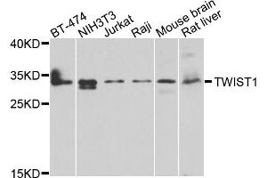 Western blot analysis of extracts of various cell lines, using TWIST1 antibody (ABIN4905524) at 1:1000 dilution. (TWIST1 抗体)