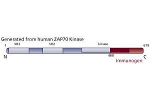Image no. 1 for anti-zeta-Chain (TCR) Associated Protein Kinase 70kDa (ZAP70) (AA 468-619) antibody (ABIN967849) (ZAP70 抗体  (AA 468-619))