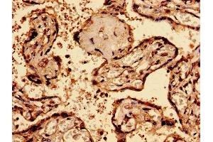 Immunohistochemistry analysis of human placenta tissue using ABIN7145580 at dilution of 1:100