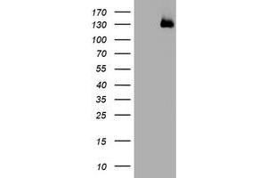 Image no. 1 for anti-WW and C2 Domain Containing 1 (WWC1) antibody (ABIN1501761) (WWC1 抗体)