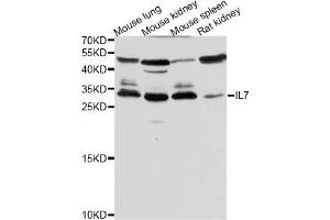 Western blot analysis of extracts of various cell lines, using IL7 antibody (ABIN5970816) at 1/500 dilution. (IL-7 抗体)