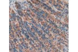 Detection of PGA in Rat Stomach Tissue using Polyclonal Antibody to Pepsinogen A (PGA) (Pepsinogen A 抗体  (AA 63-295))