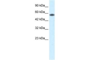 Western Blotting (WB) image for anti-Prenylcysteine Oxidase 1 (PCYOX1) antibody (ABIN2460634) (PCYOX1 抗体)