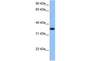 Western Blotting (WB) image for anti-Chimerin (Chimaerin) 2 (CHN2) antibody (ABIN2463475) (CHN2 抗体)
