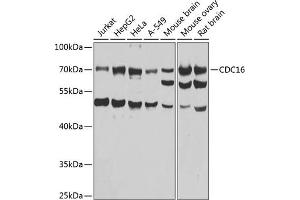 Western blot analysis of extracts of various cell lines, using CDC16 antibody  at 1:1000 dilution. (CDC16 抗体  (AA 371-620))