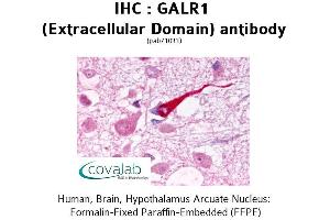 Image no. 1 for anti-Galanin Receptor 1 (GALR1) (2nd Extracellular Domain) antibody (ABIN1734566) (Galanin Receptor 1 抗体  (2nd Extracellular Domain))