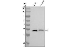 Western blot analysis of PDC using anti-PDC antibody (ABIN7825676).