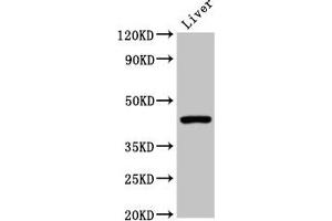 Western Blot Positive WB detected in: Mouse liver tissue All lanes: CLEC4M antibody at 2 μg/mL Secondary Goat polyclonal to rabbit IgG at 1/50000 dilution Predicted band size: 46, 31, 37, 27, 38, 29, 43, 34, 25 kDa Observed band size: 46 kDa (C-Type Lectin Domain Family 4, Member M (CLEC4M) (AA 238-382) 抗体)