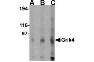 Western Blotting (WB) image for anti-Glutamate Receptor, Ionotropic, Kainate 4 (GRIK4) (C-Term) antibody (ABIN1030422) (GRIK4 抗体  (C-Term))