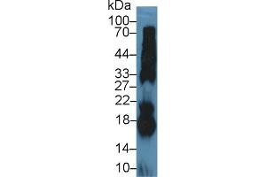 Western Blot; Sample: Bovine Pancreas lysate; Primary Ab: 5µg/ml Rabbit Anti-Bovine RNASE1 Antibody Second Ab: 0. (RNASE1 抗体  (AA 31-150))