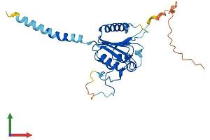 Protein Structure (PS) image for Phospholipase D Family, Member 6 (PLD6) (AA 1-252) protein (His tag) (ABIN7555022)