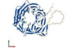 Protein Structure (PS) image for WD Repeat Domain 8 (WDR8) (AA 1-460) protein (His tag) (ABIN7545181)