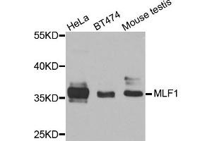 Western blot analysis of extracts of various cells, using MLF1 antibody. (MLF1 抗体)