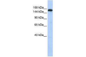Synaptojanin 1 antibody used at 1 ug/ml to detect target protein. (Synaptojanin 1 抗体  (N-Term))