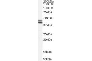 Western Blotting (WB) image for anti-Neuropeptide Y Receptor Y2 (NPY2R) (Internal Region) antibody (ABIN2466024) (NPY2R 抗体  (Internal Region))
