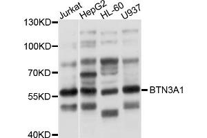 Western blot analysis of extracts of various cell lines, using BTN3A1 antibody (ABIN5997326) at 1/1000 dilution. (BTN3A1 抗体)