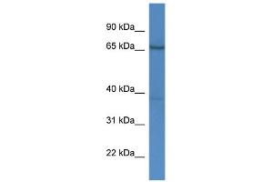 WB Suggested Anti-AFM Antibody Titration:  0. (Afamin 抗体  (C-Term))