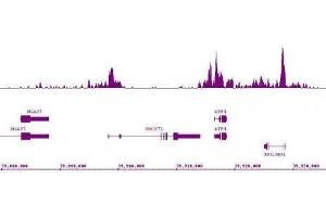 Histone H3K9ac antibody (mAb) (Clone 2G1F9) tested by ChIP-Seq. (Histone 3 抗体  (H3K9ac))