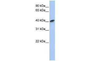 ACTR1A antibody used at 1 ug/ml to detect target protein. (ACTR1A 抗体)