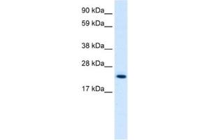 Western Blotting (WB) image for anti-High Mobility Group Box 3 (HMGB3) antibody (ABIN2461206) (HMGB3 抗体)