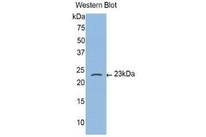Western Blotting (WB) image for anti-Caspase 4, Apoptosis-Related Cysteine Peptidase (CASP4) (AA 81-266) antibody (ABIN3206151) (Caspase 4 抗体  (AA 81-266))